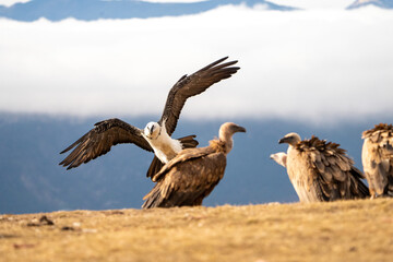 Bearded Vulture (Gypaetus barbatus) photographed in Spain