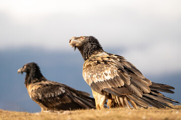 Bearded vulture (Gypaetus barbatus) photographed in Spain