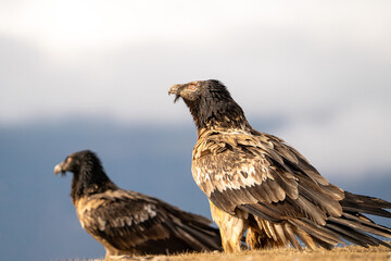 Bearded vulture (Gypaetus barbatus) photographed in Spain