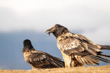 Bearded vulture (Gypaetus barbatus) photographed in Spain