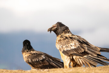 Bearded vulture (Gypaetus barbatus) photographed in Spain
