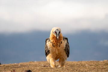 Bearded vulture (Gypaetus barbatus) photographed in Spain