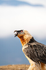 Bearded vulture (Gypaetus barbatus) photographed in Spain