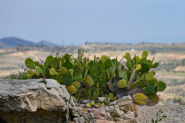 Les cactus