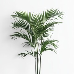 Elegant Palm Plant Exuding Calmness and Serenity in Simplistic Setting