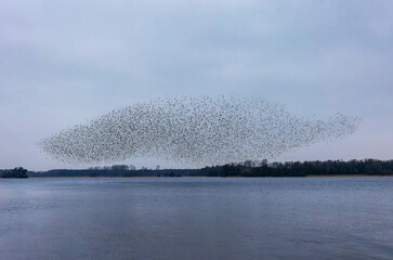 Starling murmuration of large flock of birds flying and forming dense shapes over lake water. Lough Ennell, County Westmeath, Ireland