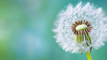 Obraz premium Fluffy Dandelion Seeds on Green Background