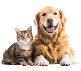 A cute golden retriever dog and cat sitting together on transparent background