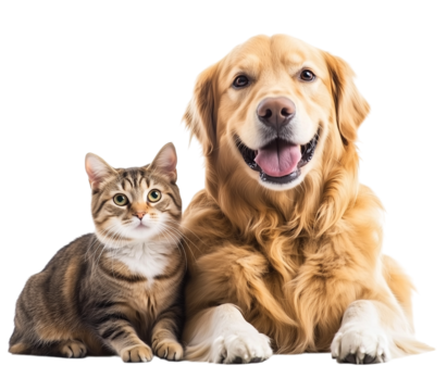 A cute golden retriever dog and cat sitting together on transparent background