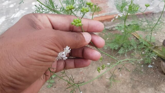 Close-Up of Green Plant Buds Held in Hand