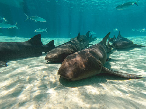 Gros plan sur des requins dans l'eau turquoise des Bahamas.