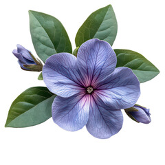 Fototapeta premium Vinca Flower isolated on transparent background