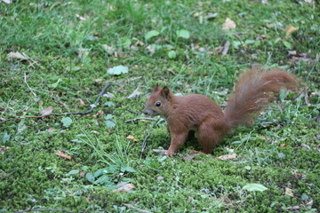squirrel in the forest