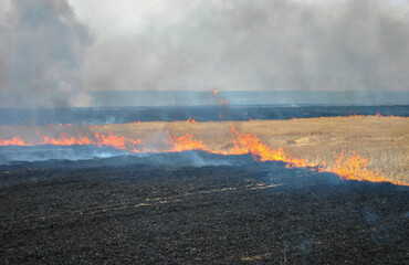 fire and smoke in a burning field. dry straw burns in the field