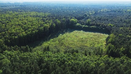 Forest Reforestation Efforts for Sustainability