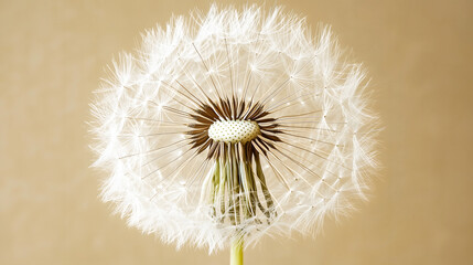 Fototapeta premium Close-up of a delicate white dandelion seed head, with intricate feathery seeds radiating symmetrically, set against a soft, neutral beige background. 