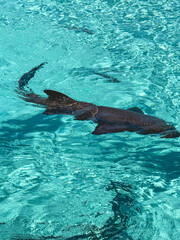 Gros plan sur un requin dans l'oc&eacute;an.