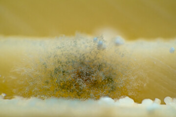 Macro Close-Up of Mold Growing on Cheese – Detailed Texture and Fungal Patterns