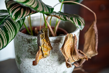 Indoor Calathea Plant with Wilted Leaves – Signs of Disease and Care Needs