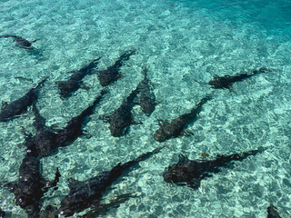Des requins dans l'eau turquoise.