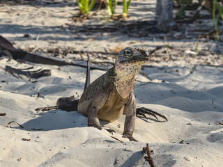 Un iguane adulte sur une plage de sable.