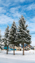 Snow Covered Pine Trees