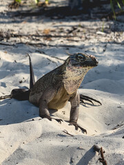 Un iguane sur une plage de sable tropicale au format vertical.