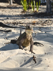 Un iguane en plein soleil sur une plage de sable au format vertical.