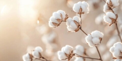 Sunlit cotton plant blossoms in a field.