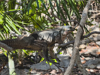 Une iguane sur la branche d'un arbre.
