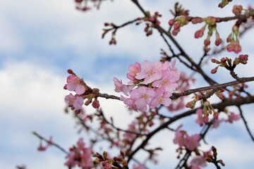 河津桜