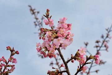 河津桜