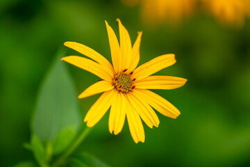 Beautiful yellow flower in the public park with color filters on nature background.