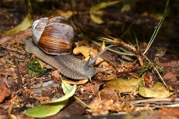 A snail in its original habitat. A big snail on a ground full of old leaves and branches. A snail in the forest in autumn.