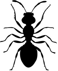 ant silhouette on a white background