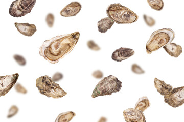 Falling Oyster isolated on white background, selective focus