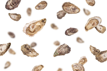 Falling Oyster isolated on white background, selective focus