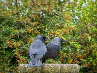 Two jackdaws feeding in a garden