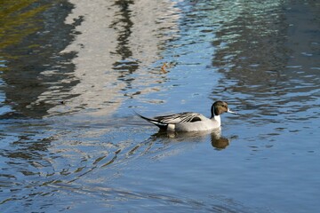 鴨が池を泳いでいる