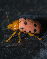 close up of asparagus beetle peacefully walking 