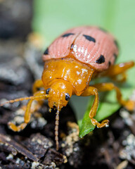 close up of asparagus beetle peacefully walking 