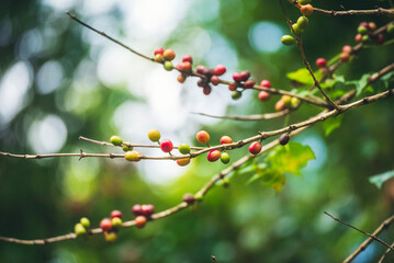 Ripe Red coffee bean berry plant fresh seed coffee tree growth in green eco organic farm. Close up...