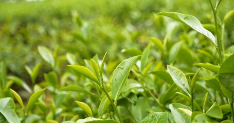 Green tea tree leaves field young tender bud herbal Green tea tree in camellia sinensis organic farm. Close up Fresh Tree tea plantations mountain green nature in herbal farm plant background morning