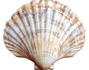 Fototapeta premium Seascape, seashell, shell, transparent background, PNG file with white background