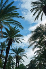 Fototapeta premium beautiful palm trees and sky