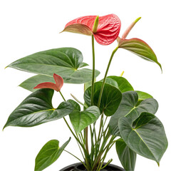 Anthurium flower with green leaves isolated on transparent background  
