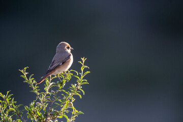 Isabelline Shrike in Mongolia