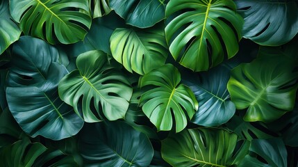 Fototapeta premium a bright and artistic arrangement of green tropical foliage featuring monstera leaves on a clean white background