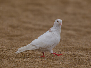 white dove on the beach