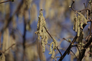 Catkins of Common Hazel (Corylus avellana)
